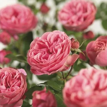 Květináč Růže na kmínku 60 cm 'Leonardo da Vinci' ® FloraSelf květináč 5 l