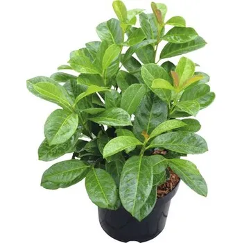 Květináč Bobkovišeň lékařská FloraSelf Prunus laurocerasus 'Etna'® 50-60 cm květináč 5 l