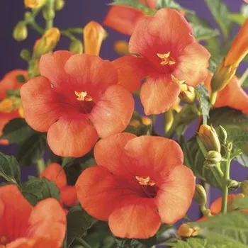 Květináč Trubač FloraSelf Campsis tagliabuana 'Madame Galen' 50-70 cm květináč 2,3 l