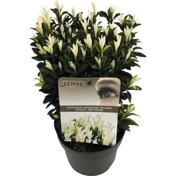 Květináč Brslen japonský FloraSelf Euonymus japonicus 'Kathy' výška 20-25 cm květináč 2 l