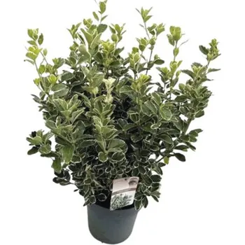 Sazenice Brslen japonský FloraSelf Euonymus japonicus 'Katy' výška 50-60 cm květináč 10 l