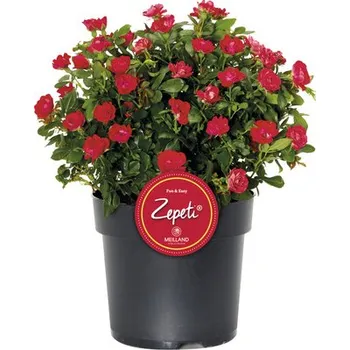 Květináč Růže keřová "Zepeti" cca 20 cm květináč 2 l