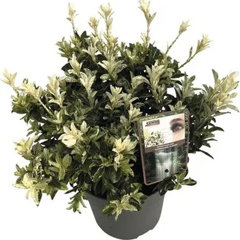 Květináč Brslen japonský FloraSelf Euonymus japonicus 'Pierrolino' výška 25-35 cm květináč 5 l
