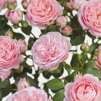 Květináč Růže záhonová FloraSelf Rosa 'Bailando' květináč 5 l