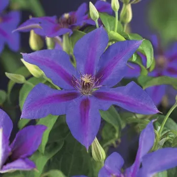 Květináč Plamének FloraSelf Clematis-kultivar 'Mrs. N. Thompson' 50-70 cm květináč 2,3 l