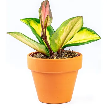 Hoya Mix, průměr 6 cm - Zachraň Kytku Hoja, Voskovka