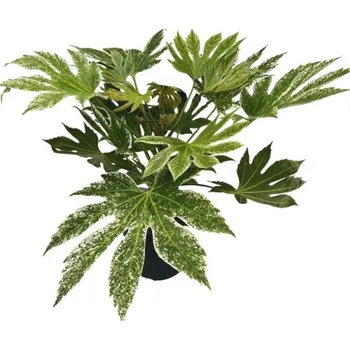 Sazenice Prodara japonská FloraSelf Fatsia japonica 'Spiderweb' výška 40-50 cm květináč 5 l