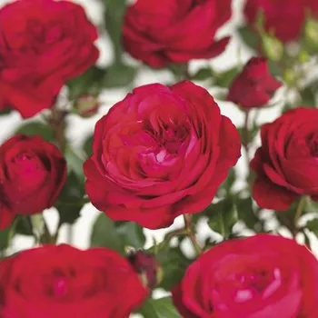 Květináč Růže na kmínku 60 cm Floraself Rosa 'Red Meilove' květináč 5 l