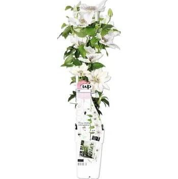 Květináč Plamének bílý FloraSelf Clematis Boulevard výška 45 cm květináč Ø 15 cm