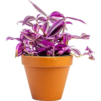Gardners Tradescantia Pink Paradise, průměr 12 cm Podeňka, voděnka
