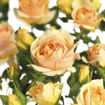 Květináč Růže na kmínku 90 cm FloraSelf Rosa 'Hansestadt Rostock' květináč 6,5 l