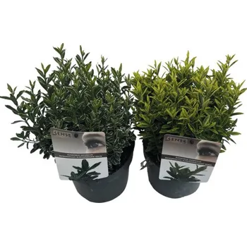 Sazenice Brslen japonský FloraSelf Euonymus japonicus 'Microphyllus' květináč 2 l