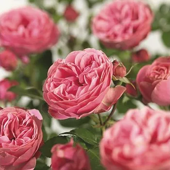 Květináč Růže záhonová 'Red Leonardo da Vinci'® FloraSelf 30-40 cm květináč 3 l