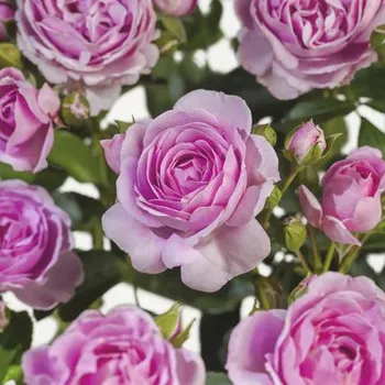 Květináč Růže záhonová výška kmínku 90 cm FloraSelf Rosa 'Nautica' květináč 6,5 l