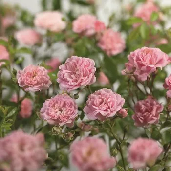 Květináč Růže záhonová FloraSelf Rosa 'Bailando' květináč 3 l