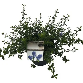 Květináč Latnatec FloraSelf Ceanothus thyrsiflorus var. repens květináč 5 l
