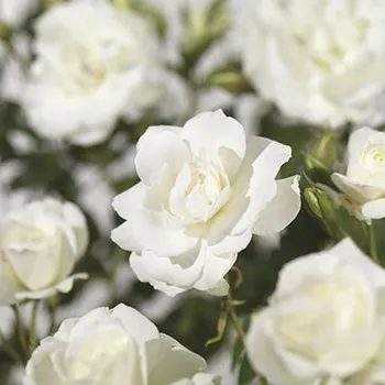 Květináč Růže pnoucí FloraSelf Rosa 'Climbing Iceberg' výška 100-120 cm květináč 5 l