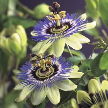 Květináč Mučenka FloraSelf Passiflora caerulea 50-70 cm Ø 16 cm květináč