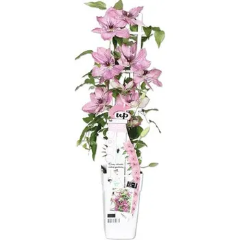 Květináč Plamének fialový/růžový FloraSelf Clematis Boulevard výška 45 cm květináč Ø 15 cm