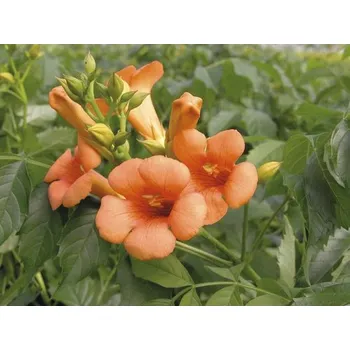 Květináč Křivouš křížený na špalíru FloraSelf Campsis tagliabuana 'Indian Summer' výška cca 80 cm květináč 6 l