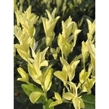 Květináč Brslen japonský FloraSelf Euonymus Japonicus 'Extravaganza' květináč 5 l