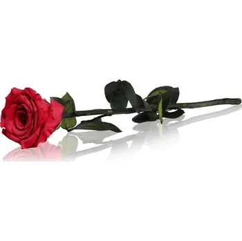 umělá květina RoseAmor Red stabilizovaná růže na stonku 30 cm 1 ks