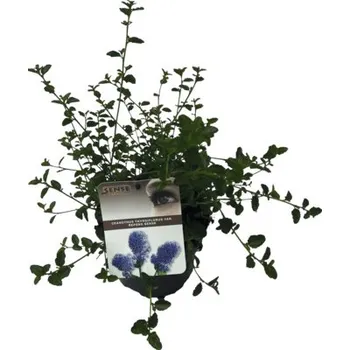 Květináč Latnatec FloraSelf Ceanothus thyrsiflorus var. repens výška 20-30 cm květináč 2 l