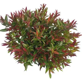 Květináč Leukothoe FloraSelf Leucothoe 'Simsalabim' květináč 2 l