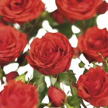 Květináč Růže popínavá FloraSelf Rosa Jive COURTYARD® výška 100-120 cm květináč 5 l