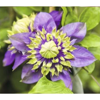 Květináč Plamének FloraSelf Clematis florida 'Taiga' PBR výška 50-70 cm květináč 2,3 l