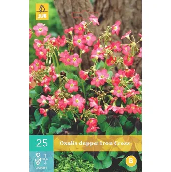 Cibulovina Šťavel čtyřlistý Iron Cross (25 cibulí) Oxalis tetraphylla iron cross
