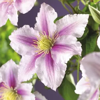 Květináč Plamének FloraSelf Clematis hybrid 'Piilu' 50-70 cm květináč 2,3 l