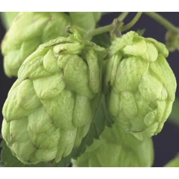 Květináč Chmel otáčivý FloraSelf Humulus lupulus 50-70 cm květináč 2,3 l