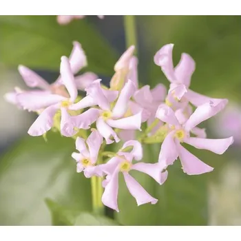 Květináč Jasmínovník FloraSelf Trachelospermum asiaticum 'Pink Air' výška 50-70 cm květináč 2,3 l