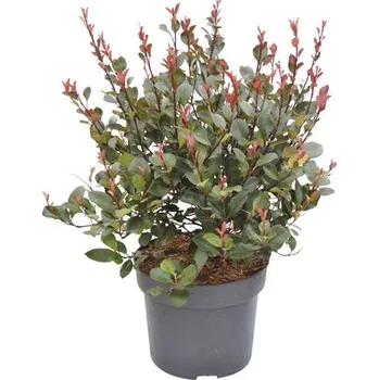 Sazenice Blýskavka zakrslá FloraSelf Photinia fraseri 'Little Red Robin' 40-60 cm květináč 6 l