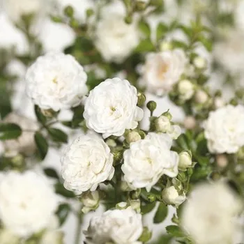 Květináč Růže půdopokryvná FloraSelf Rosa 'Crystal Fairy' 10-30 cm květináč 3 l