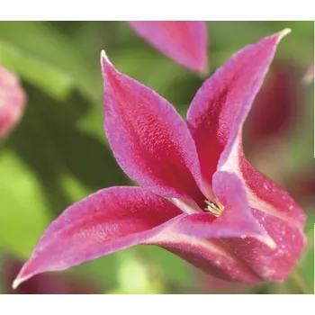 Květináč Plamének FloraSelf Clematis kultivar 'Princess Diana' 50-70 cm květináč 2,3 l