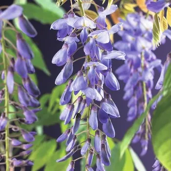 Květináč Vistárie FloraSelf Wisteria sinensis 50-70 cm květináč 2,3 l