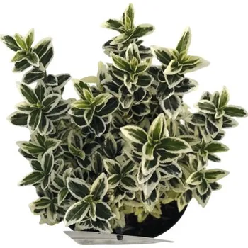 Květináč Brslen japonský FloraSelf Euonymus Japonicus 'White Spider' květináč 2 l