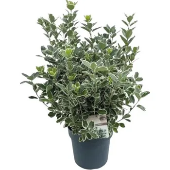 Sazenice Brslen japonský FloraSelf Euonymus japonicus 'Katy' výška 25-30 cm květináč 5 l
