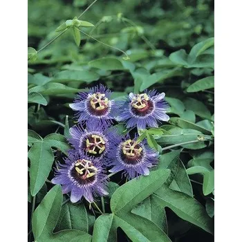 Květináč Mučenka FloraSelf Passiflora caerulea 'Purple Haze' 50-70 cm Ø 16 cm květináč