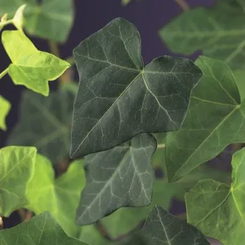 Květináč Břečťan FloraSelf Hedera hibernica cca 190 cm květináč 5 l