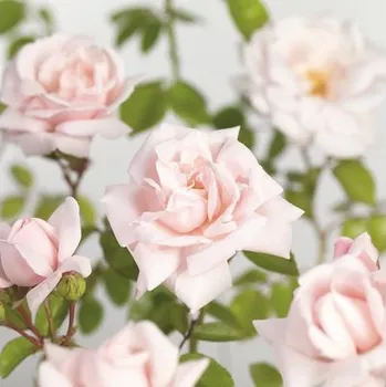 Květináč Růže popínavá FloraSelf Rosa 'New Dawn' výška 100-120 cm květináč 5 l