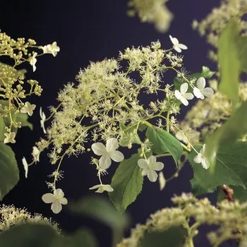 Květináč Hortenzie pnoucí FloraSelf Hydrangea petiolaris 50-70 cm květináč 2,3 l