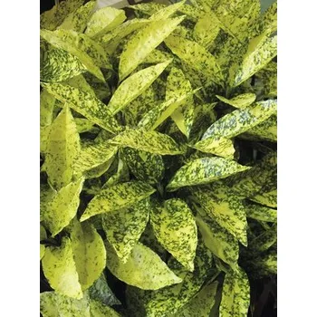 Sazenice Aukuba japonská FloraSelf Aucuba japonica 'Crotonifolia' výška 40-50 cm květináč 4,5 l