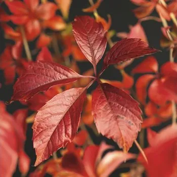 Květináč Přísavník pětilistý FloraSelf Parthenocissus quinquefolia 'Engelmannii' 50-70 cm květináč 2,3 l