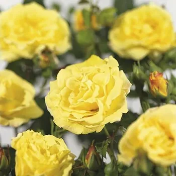 Květináč Růže popínavá FloraSelf Rosa 'Lichtkönigin Lucia' 100-120 cm květináč 5 l