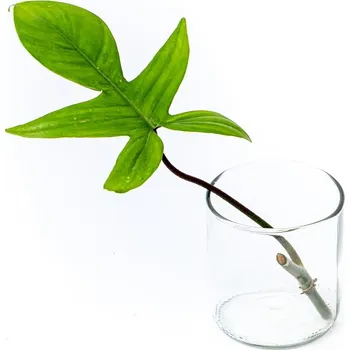 Gardners Philodendron Florida - řízek k zakořenění Filodendron