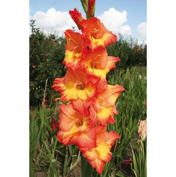 Semeno Lukon Glads Mečík ADÉLA - gladiolus Velikost hlízy: Malá