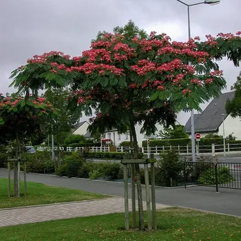 Sazenice 2026 Rezervace / Albizia Julibrissin - Albizie růžová 25/30lt - Albízie 25/30lt